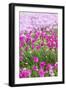 Bandon, Oregon, USA. Pink flowers in the town of Bandon, Oregon.-Emily Wilson-Framed Photographic Print
