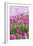 Bandon, Oregon, USA. Pink flowers in the town of Bandon, Oregon.-Emily Wilson-Framed Photographic Print