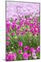 Bandon, Oregon, USA. Pink flowers in the town of Bandon, Oregon.-Emily Wilson-Mounted Photographic Print