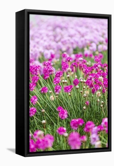 Bandon, Oregon, USA. Pink flowers in the town of Bandon, Oregon.-Emily Wilson-Framed Stretched Canvas