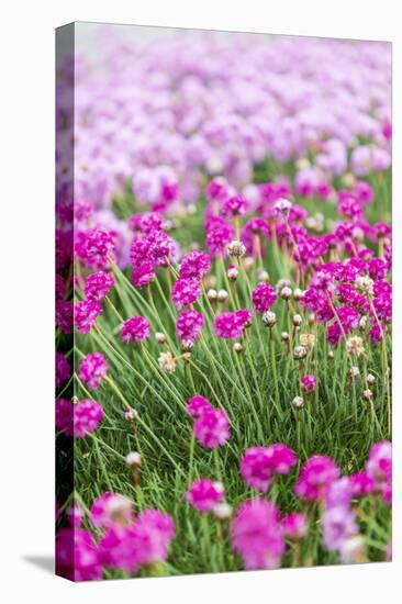 Bandon, Oregon, USA. Pink flowers in the town of Bandon, Oregon.-Emily Wilson-Stretched Canvas