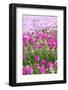 Bandon, Oregon, USA. Pink flowers in the town of Bandon, Oregon.-Emily Wilson-Framed Photographic Print