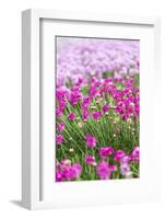 Bandon, Oregon, USA. Pink flowers in the town of Bandon, Oregon.-Emily Wilson-Framed Photographic Print