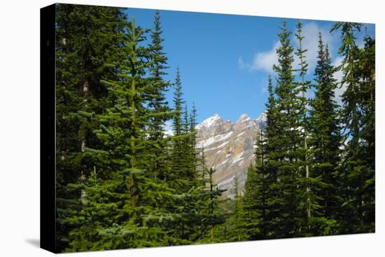 Banff Mountain Peak from Forest Nature Photo Poster-null-Stretched Canvas