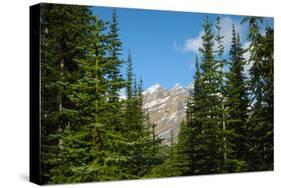 Banff Mountain Peak from Forest Nature Photo Poster-null-Stretched Canvas