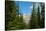 Banff Mountain Peak from Forest Nature Photo Poster-null-Stretched Canvas