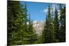 Banff Mountain Peak from Forest Nature Photo Poster-null-Mounted Poster