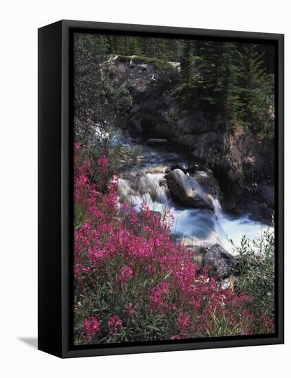 Banff National Park, Mountain Wildflowers Along a Stream-Christopher Talbot Frank-Framed Stretched Canvas