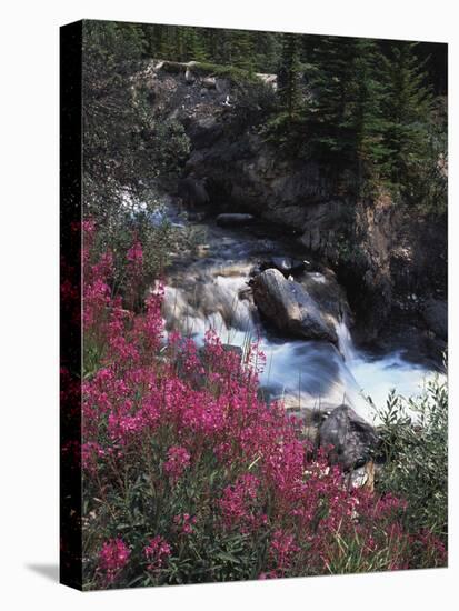 Banff National Park, Mountain Wildflowers Along a Stream-Christopher Talbot Frank-Stretched Canvas