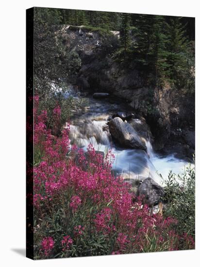 Banff National Park, Mountain Wildflowers Along a Stream-Christopher Talbot Frank-Stretched Canvas