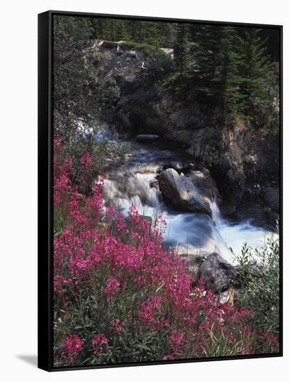 Banff National Park, Mountain Wildflowers Along a Stream-Christopher Talbot Frank-Framed Stretched Canvas