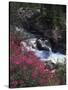 Banff National Park, Mountain Wildflowers Along a Stream-Christopher Talbot Frank-Stretched Canvas