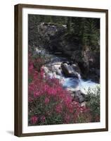 Banff National Park, Mountain Wildflowers Along a Stream-Christopher Talbot Frank-Framed Premium Photographic Print