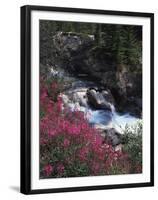 Banff National Park, Mountain Wildflowers Along a Stream-Christopher Talbot Frank-Framed Premium Photographic Print