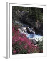 Banff National Park, Mountain Wildflowers Along a Stream-Christopher Talbot Frank-Framed Premium Photographic Print