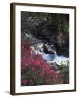 Banff National Park, Mountain Wildflowers Along a Stream-Christopher Talbot Frank-Framed Premium Photographic Print