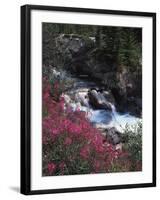 Banff National Park, Mountain Wildflowers Along a Stream-Christopher Talbot Frank-Framed Premium Photographic Print