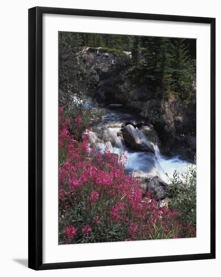 Banff National Park, Mountain Wildflowers Along a Stream-Christopher Talbot Frank-Framed Premium Photographic Print