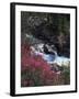 Banff National Park, Mountain Wildflowers Along a Stream-Christopher Talbot Frank-Framed Premium Photographic Print