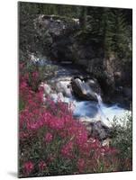 Banff National Park, Mountain Wildflowers Along a Stream-Christopher Talbot Frank-Mounted Premium Photographic Print