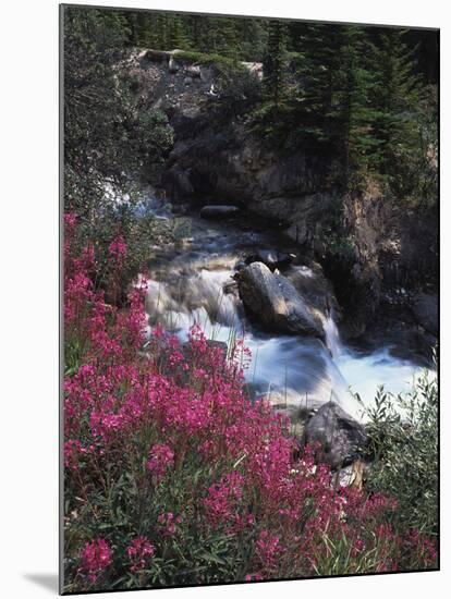 Banff National Park, Mountain Wildflowers Along a Stream-Christopher Talbot Frank-Mounted Premium Photographic Print