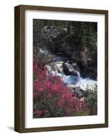 Banff National Park, Mountain Wildflowers Along a Stream-Christopher Talbot Frank-Framed Photographic Print