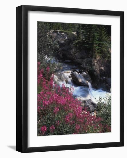 Banff National Park, Mountain Wildflowers Along a Stream-Christopher Talbot Frank-Framed Photographic Print