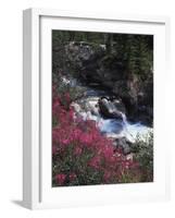 Banff National Park, Mountain Wildflowers Along a Stream-Christopher Talbot Frank-Framed Photographic Print