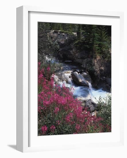 Banff National Park, Mountain Wildflowers Along a Stream-Christopher Talbot Frank-Framed Photographic Print