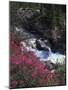 Banff National Park, Mountain Wildflowers Along a Stream-Christopher Talbot Frank-Mounted Photographic Print