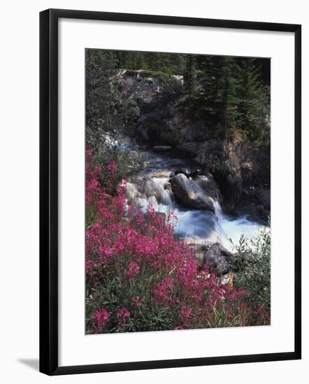 Banff National Park, Mountain Wildflowers Along a Stream-Christopher Talbot Frank-Framed Photographic Print