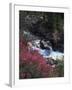 Banff National Park, Mountain Wildflowers Along a Stream-Christopher Talbot Frank-Framed Photographic Print