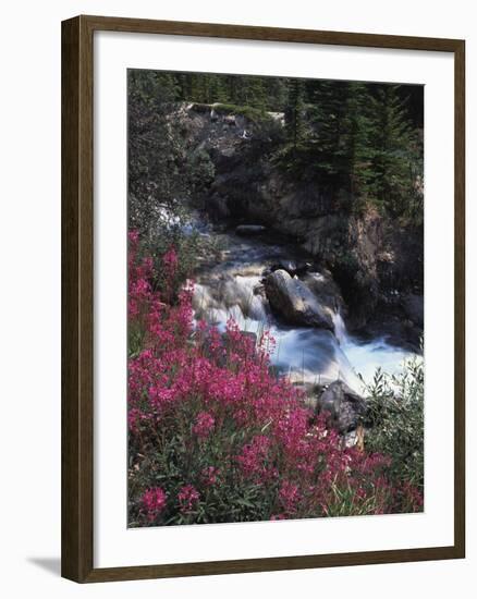 Banff National Park, Mountain Wildflowers Along a Stream-Christopher Talbot Frank-Framed Photographic Print