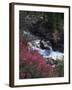 Banff National Park, Mountain Wildflowers Along a Stream-Christopher Talbot Frank-Framed Photographic Print