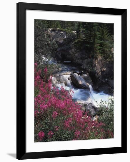 Banff National Park, Mountain Wildflowers Along a Stream-Christopher Talbot Frank-Framed Photographic Print