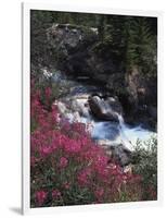 Banff National Park, Mountain Wildflowers Along a Stream-Christopher Talbot Frank-Framed Photographic Print