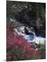 Banff National Park, Mountain Wildflowers Along a Stream-Christopher Talbot Frank-Mounted Photographic Print