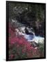 Banff National Park, Mountain Wildflowers Along a Stream-Christopher Talbot Frank-Framed Photographic Print