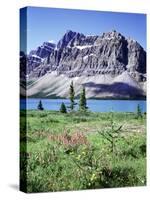 Banff National Park, Mountain Wildflowers around Bow Lake-Christopher Talbot Frank-Stretched Canvas