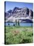 Banff National Park, Mountain Wildflowers around Bow Lake-Christopher Talbot Frank-Stretched Canvas