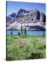 Banff National Park, Mountain Wildflowers around Bow Lake-Christopher Talbot Frank-Stretched Canvas