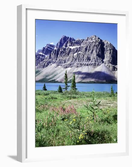 Banff National Park, Mountain Wildflowers around Bow Lake-Christopher Talbot Frank-Framed Premium Photographic Print