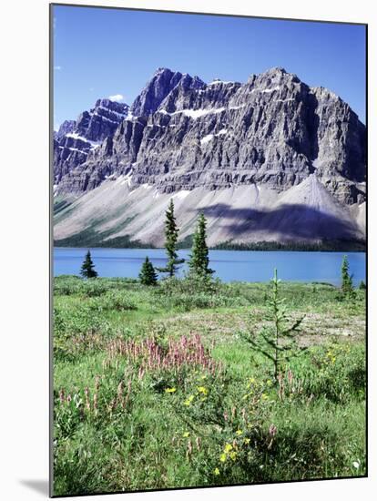 Banff National Park, Mountain Wildflowers around Bow Lake-Christopher Talbot Frank-Mounted Photographic Print