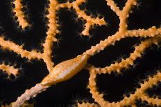 Nudibranch (Flabellina Affinis) on Algae (Caulerpa Taxifolia) Larvotto Marine Reserve, Monaco-Banfi-Photographic Print