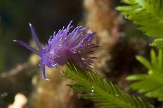 Nudibranch (Flabellina Affinis) on Algae (Caulerpa Taxifolia) Larvotto Marine Reserve, Monaco-Banfi-Photographic Print