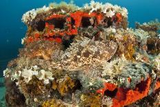 Moray Eel (Muraena Helena) Looking Out of a Hole in the Artificial Reef, Monaco, Mediterranean Sea-Banfi-Photographic Print