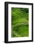 Bangaan in the Rice Terraces of Banaue, Northern Luzon, Philippines-Michael Runkel-Framed Photographic Print