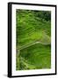 Bangaan in the Rice Terraces of Banaue, Northern Luzon, Philippines-Michael Runkel-Framed Photographic Print