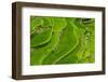 Bangaan in the Rice Terraces of Banaue, Northern Luzon, Philippines-Michael Runkel-Framed Photographic Print