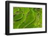 Bangaan in the Rice Terraces of Banaue, Northern Luzon, Philippines-Michael Runkel-Framed Photographic Print